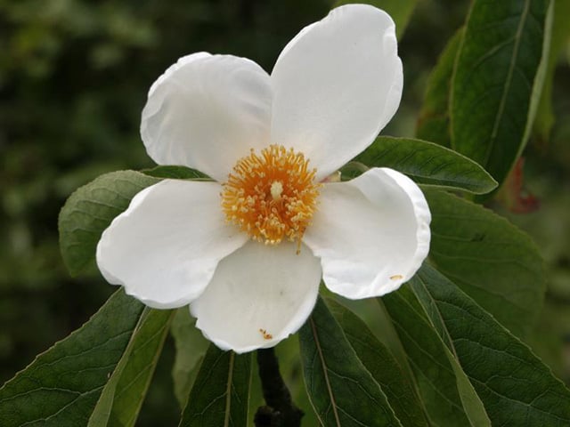 Árvore Franklin - Planta originária dos EUA. Necessita de sol em regiões frias e de sombra parcial em locais quentes. Sua casca é cinza e estriada. Sua folhagem varia de verde médio a verde escuro e fica vermelha, amarela e roxa no outono, em plena floração