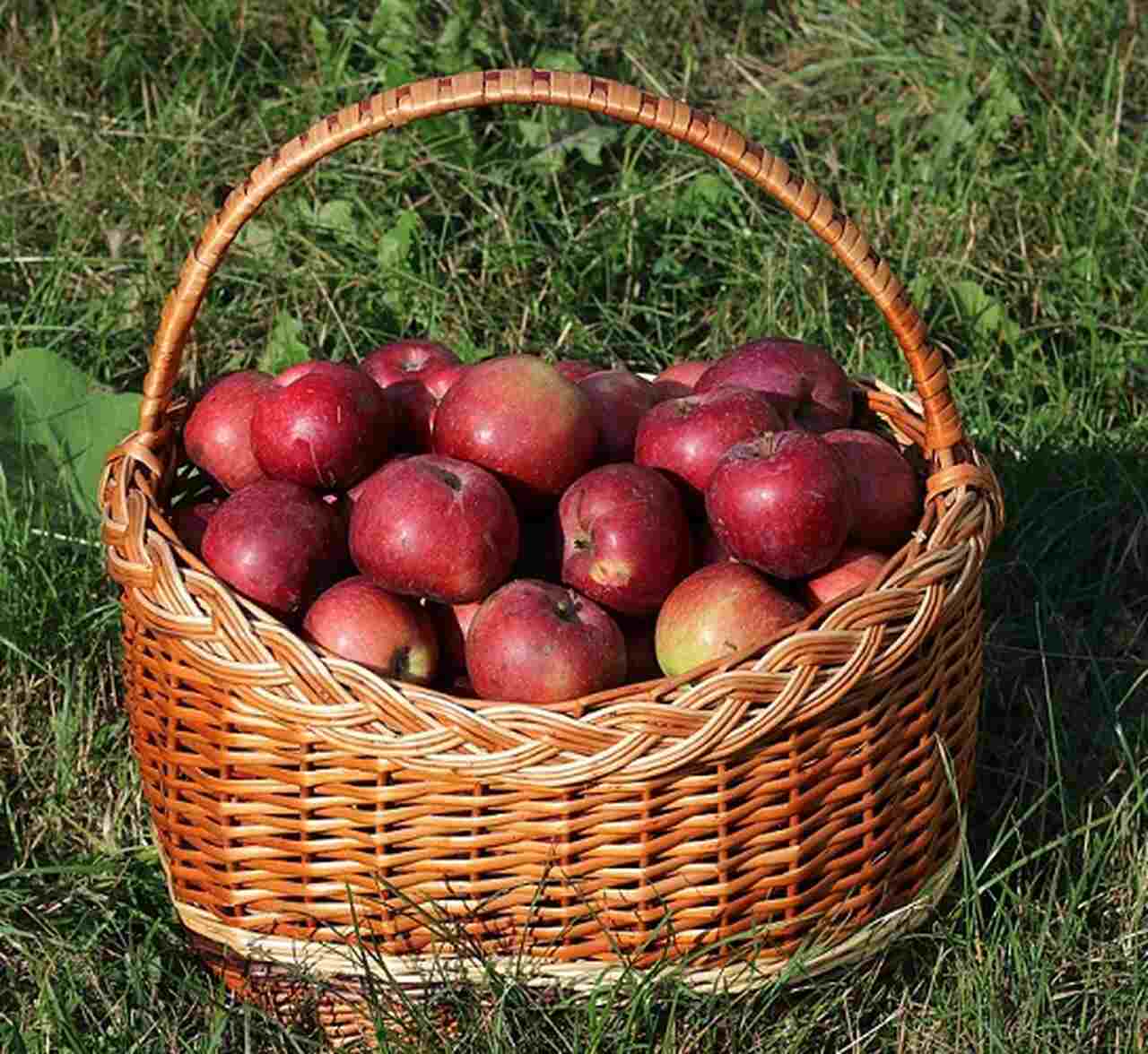 Dependendo da variedade de maçã utilizada, a cidra pode variar de seca a doce. Frutas como a Granny Smith geram uma acidez refrescante, enquanto maçãs mais doces, como a Fuji, criam uma bebida mais suave.