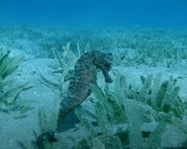 Cavalo-marinho- Esses peixes são lentos devido à sua estrutura corporal complexa, nadando verticalmente. Atinge apenas 0,09 km/h. Pode medir até 30 cm e pesar até 100 gramas