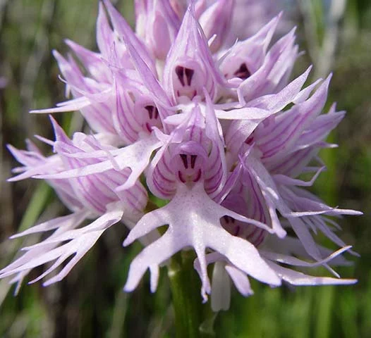 Veja algumas espÃ©cies de flores que sÃ£o consideradas raras. Essas plantas exÃ³ticas sÃ£o tÃ­picas de diferentes partes do planeta.