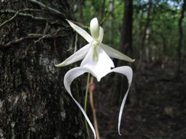 OrquÃ­dea Fantasma - OriginÃ¡ria do sudoeste da FlÃ³rida, Bahamas e Cuba, onde crescem em Ã¡reas bastante Ãºmidas e abafadas. As flores sÃ£o grandes e tÃªm cheiro de maÃ§Ã£. 