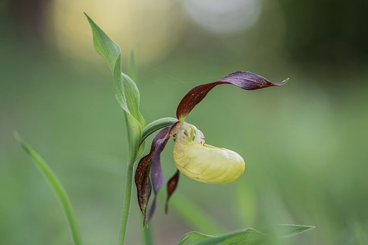 Orquídea Sapatinho - O apelido se deve ao formato do labelo (pétala superior, que parece estar embaixo por causa da torção do eixo). Brotam em regiões tropicais e temperadas de todos os continentes, exceto na África e na Austrália. 