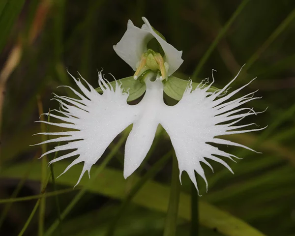 Orquídea Garça - Tem um formato que lembra a ave branca. Originária de planícies úmidas no Japão, Coreia e China, em altitudes acima de 500m. Está ameaçada de extinção porque muitos terrenos foram tomados por plantação de arroz ou pela urbanização. 