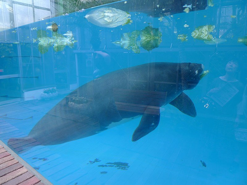 O peixe-boi é um animal solitário, mede até 4 metros, pode pesar 800 quilos, e, de acordo com os biólogos, corre risco de extinção. 