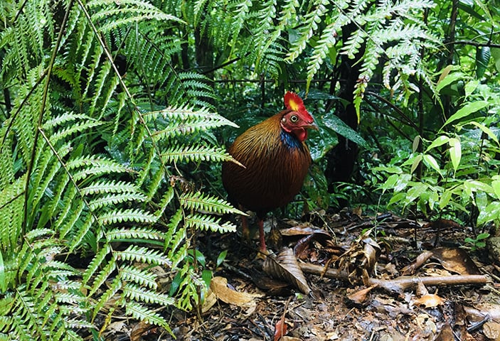 Com mais de 88 mil m², Sinharaja tem espécies endêmicas, ou seja, que só existem na região, incluindo especialmente anfíbios, borboletas, pássaros, cobras e peixes.