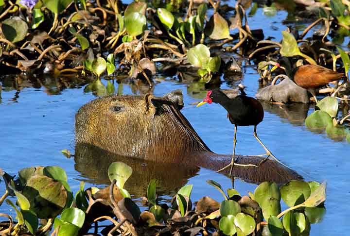 A capivara (Hydrochoerus hydrochaeris) é o maior roedor do mundo e habita principalmente a América do Sul, sendo encontrada em regiões como Brasil, Argentina, Venezuela e Colômbia.