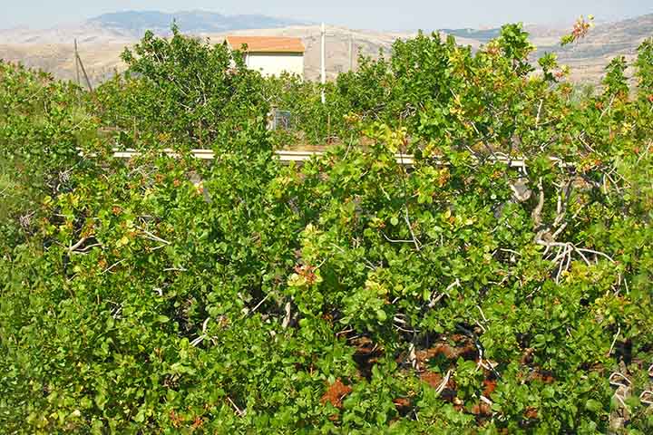 O fruto da árvore que vai para as prateleiras dos supermercados nada mais é que a semente do fruto seco e verde, ou seja, uma amêndoa envolta por sua rígida casca.