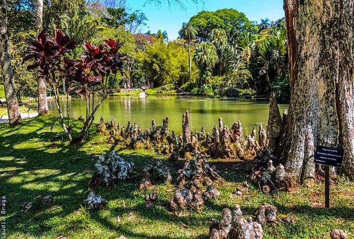 Embora as vespas e os marimbondos possam causar desconforto e, em alguns casos, sérios riscos à saúde, é importante lembrar de seu valor ecológico. Eles são predadores naturais de pragas e ajudam na polinização de várias plantas, o que os torna vitais para o equilíbrio ambiental.