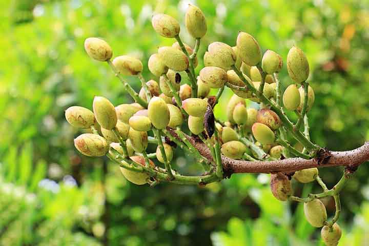 O pistache é uma oleaginosa, assim como as amêndoas, nozes e castanhas. Nativo do Oriente Médio e consumido desde 7.000 a.C., ele produz sensação de saciedade, é rico em antioxidantes, fibras e minerais como magnésio, potássio, ferro e zinco. 