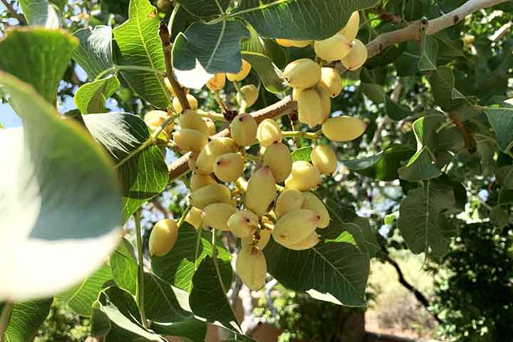 Como são compostos por polifenóis (um grupo de substâncias presentes em alimentos de origem vegetal e com propriedades antioxidantes), as nozes de pistache, principalmente se comidas cruas (e não processadas ou cozidas), podem impactar positivamente na saúde geral. 