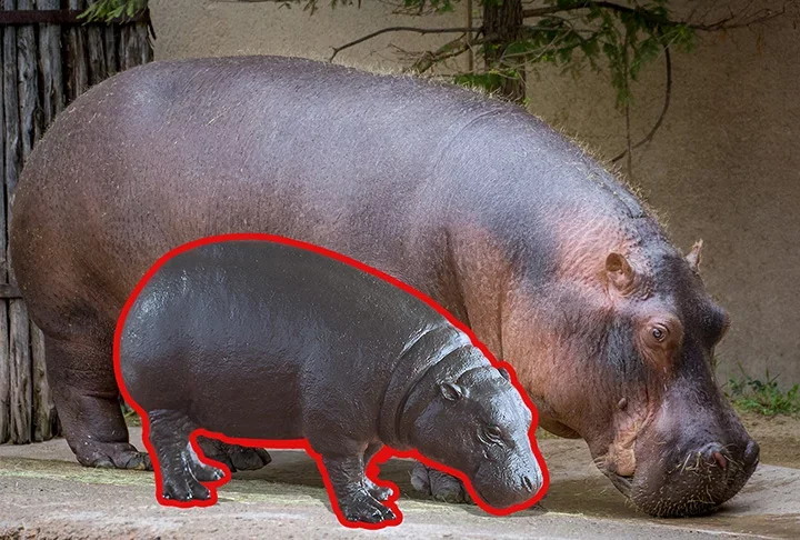 Fósseis de hipopótamos anões impressionam pesquisadores -  Flickr Ricky Floyd e Kikimalou