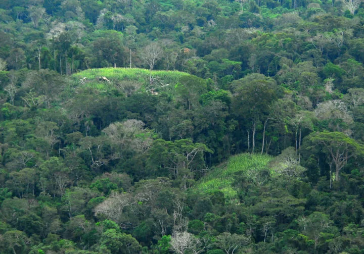 Microburst derruba árvores gigantes na Amazônia; entenda o fenômeno - Governo do Acvre wikimedia commons 