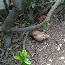 Biólogos encontram o verme da meningite em caramujo; saiba se proteger - Reprodução TV Globo 