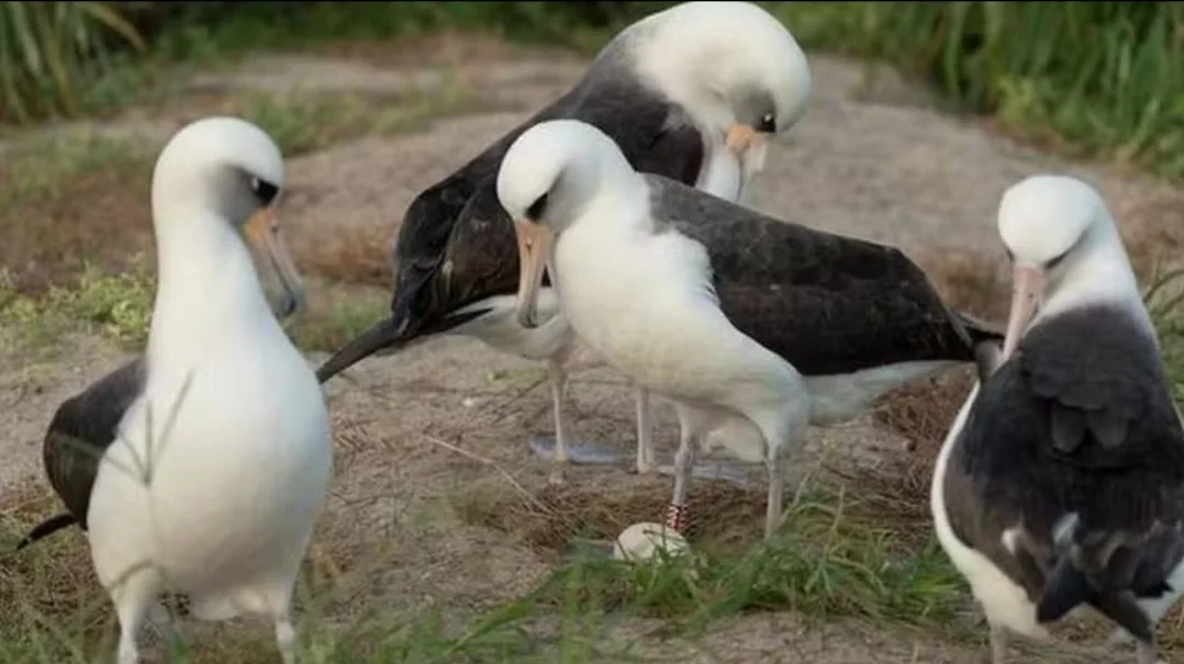 Albatroz "idosa" surpreende ao botar ovo aos 74 anos de idade - Divulgação 