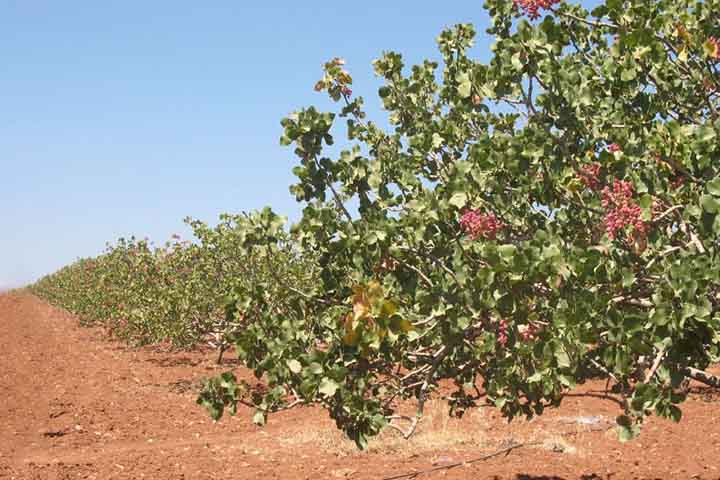 Vale destacar que o Brasil ainda não produz pistache, porém a Embrapa, em parceria com a Federação da Agricultura e Pecuária do Ceará (FAEC), estuda transformar o estado do Ceará no primeiro produtor do país.