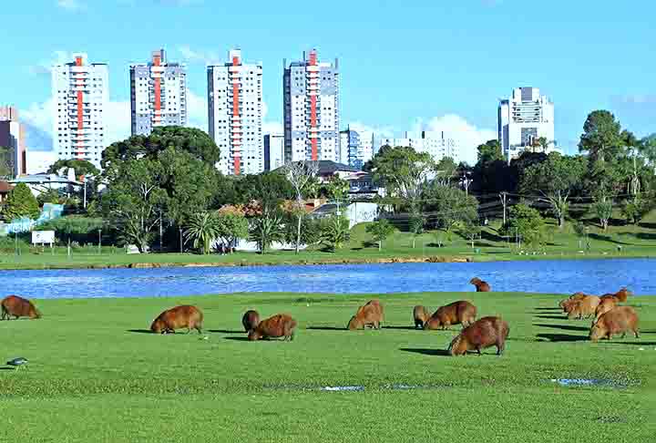 Hoje, as capivaras são amplamente reconhecidas pela sua importância ecológica e carisma, tornando-se populares tanto na natureza quanto em contextos culturais e urbanos, onde podem ser vistas em parques e áreas verdes.