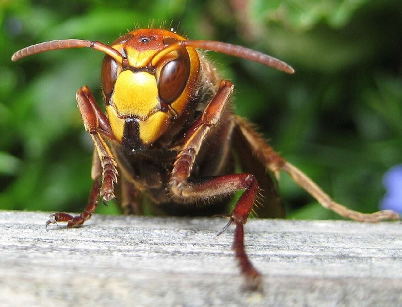 Tanto as vespas quanto os marimbondos têm em comum a capacidade de picar e injetar veneno, o que pode ser perigoso, especialmente para pessoas alérgicas.