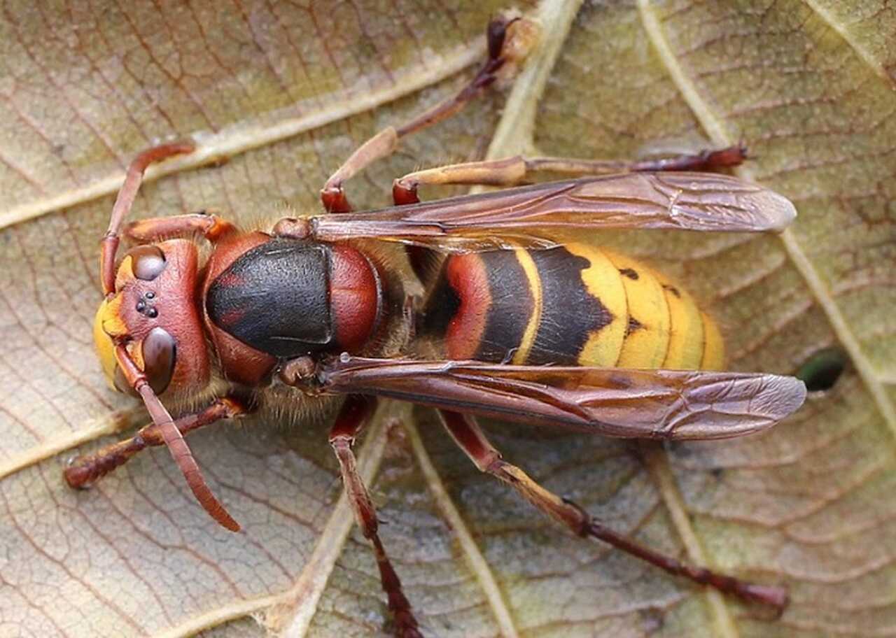 Aqui, você entenderá o comportamento dessas criaturas, as circunstâncias que podem torná-las agressivas, e como se proteger em caso de um ataque, além de entender sua importância para o meio-ambiente.