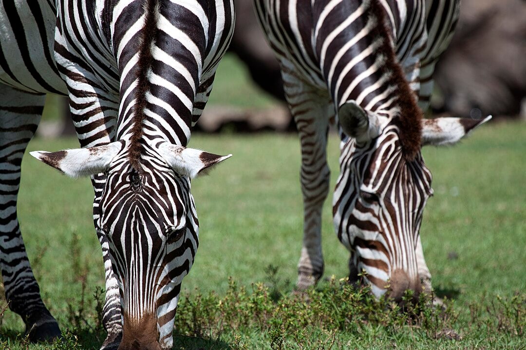 Elas sao mamiferos herbívoros da familia equídeos (cavalos, burros, asnos, pôneis).  Mas diferentemente de seus parentes mais próximos, cavalos e burros, zebras não são domesticáveis. Quem tentou ficou frustrado.