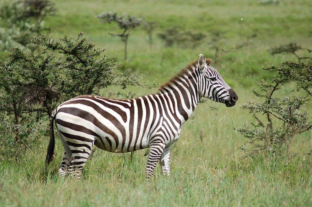 A de grevy é a maior, com altura de até 1,5m e peso de 450 kg.  A da planície (foto) pode medir até 1,3m de altura e pesar 350 kg. E a da montanha é a menor: 1,2m e 270 kg.