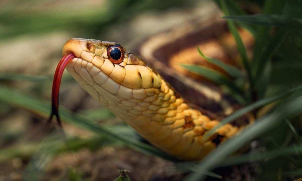 O verão combina calor intenso e aumento da umidade, condições ideais para que cobras saiam em busca de alimento, abrigo e parceiros para reprodução  -  (crédito: Skyler Ewing de Pexels)