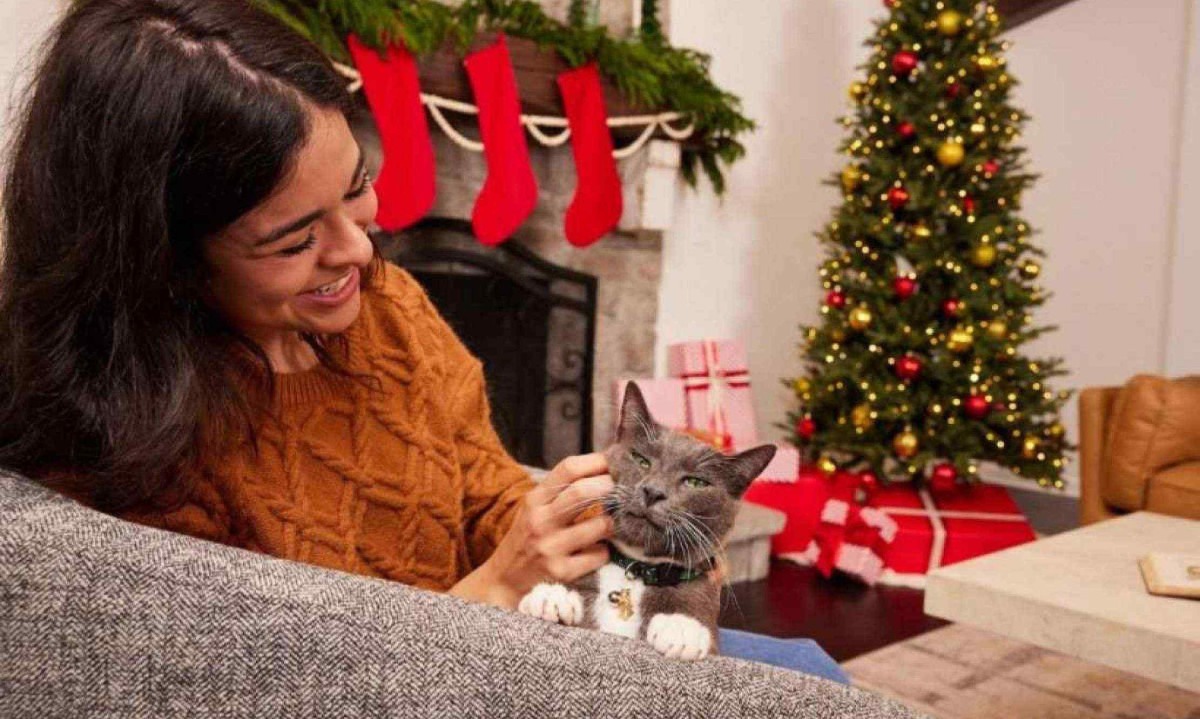 O som dos fogos costuma gerar estresse e ansiedade nos gatos e cães devido à sua audição sensível -  (crédito: Mars Petcare/Divulgação)