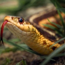  Aumento de cobras no calor: veja como agir ao encontrá-las em sua casa