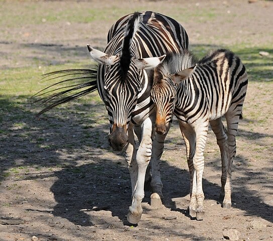 A gestação da zebra dura de 360 a 396 dias. O potro cresce rapidamente, atinge a puberdade aos 22 meses e já pode disputar com outras zebras aos 4 anos de idade. 