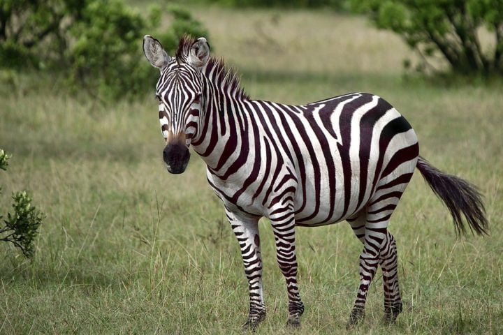 A surpresa foi grande porque as zebras são caracterizadas justamente pelas listras - a sua principal marca. E as listras cumprem, além do visual, uma série de funções. 