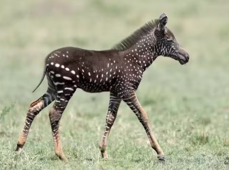 Pra quem não viu: Zebra sem listras – e com pintas – causa surpresa na África