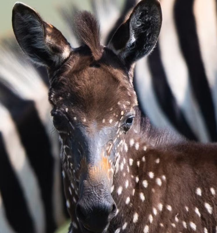 Especialistas explicaram que a zebra - um filhote - tem uma condição genética rara chamada pseudomelanismo, mutação que causa padrão anormal em sua pelagem. 