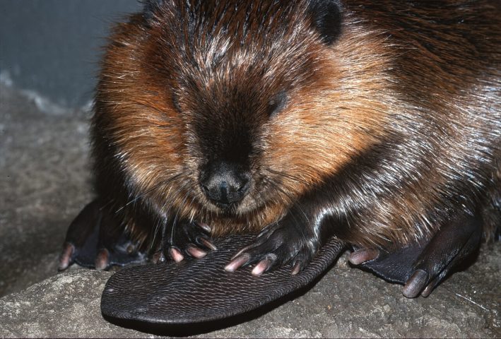 Existem duas espécies de castores: o castor-europeu e o castor-americano. Ambos apresentam características semelhantes, como dentes incisivos afiados para roer madeira, patas palmadas para nadar e caudas achatadas para auxiliar na direção na água.