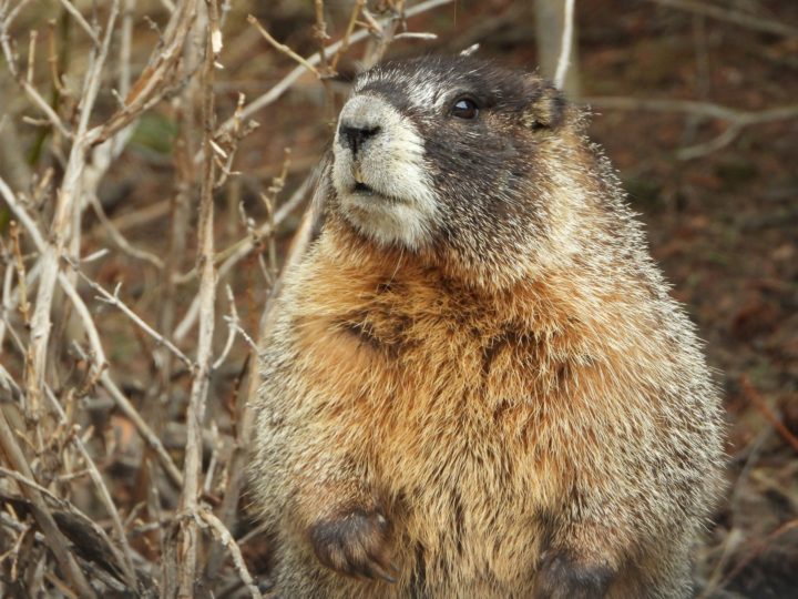 Antes da ideia dos paraquedas, outras tentativas de realocação desses animais tinham resultado em muitas mortes, apesar das boas intenções.