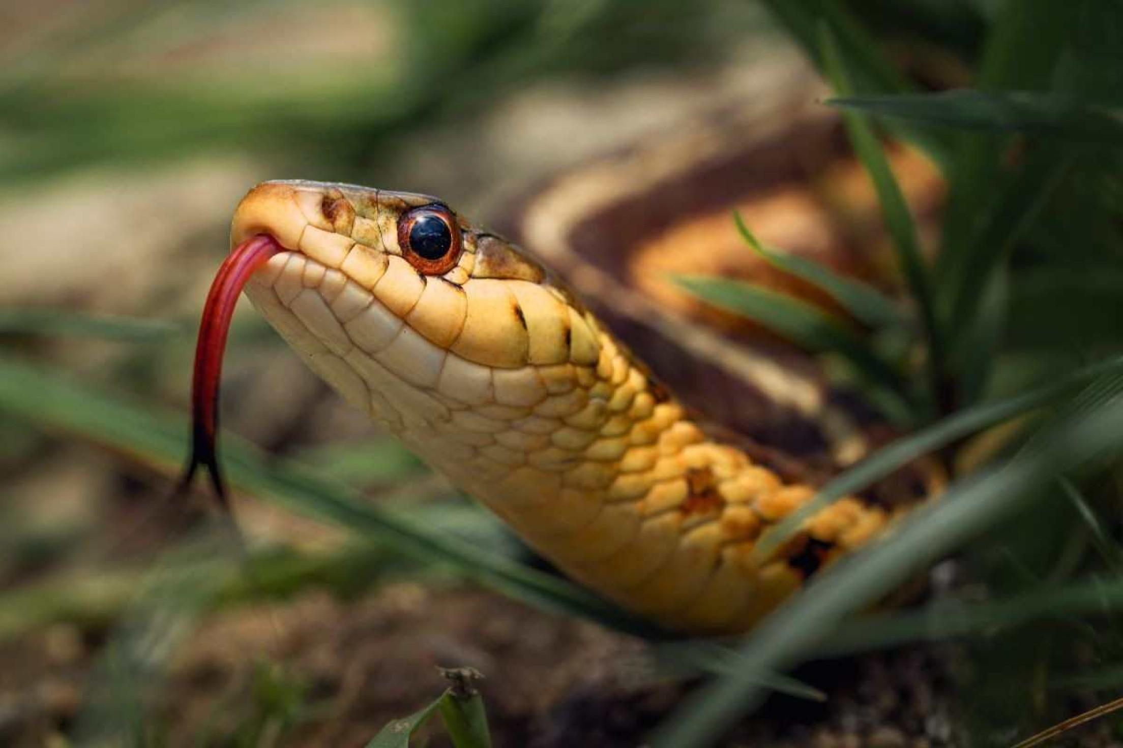 Como agir ao encontrar uma cobra em casa? veja dicas de segurança