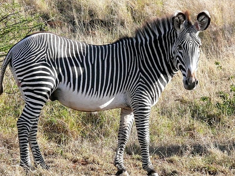 Há três espécies de zebras no mundo: a zebra-da-planície, a zebra-de-grevy (foto) e a zebra-da-montanha. 