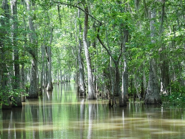 Áreas naturais, como parques, e regiões urbanas inteiras poderiam ser transformadas em lagos e pântanos.