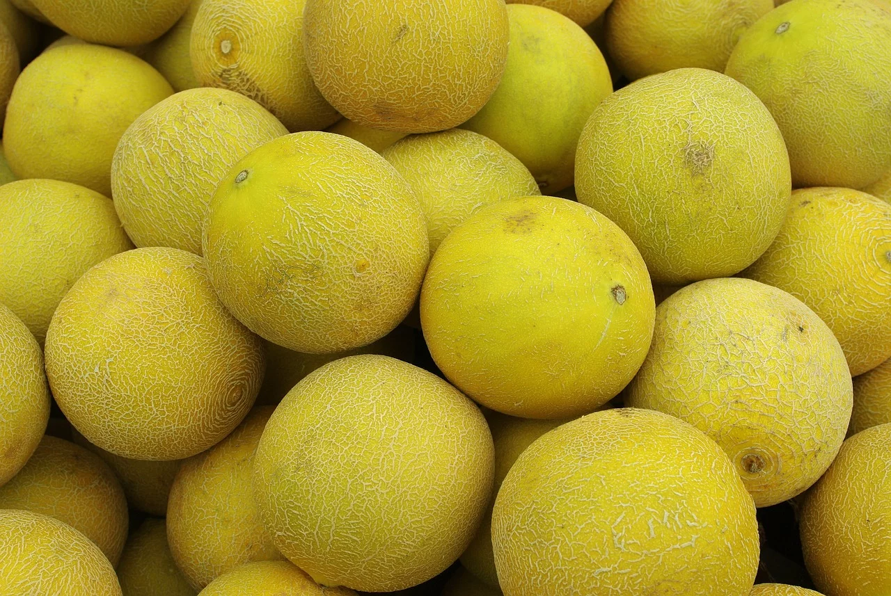 Atualmente, o melão é cultivado em diversos países ao redor do mundo, sendo uma das frutas mais consumidas durante o verão.