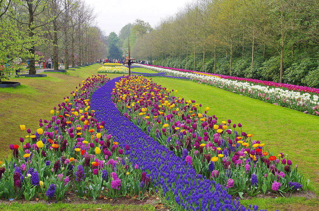 Para muitos, o Keunkenhof é o parque mais bonito do mundo destinado aos cuidados com flores. Fica na cidade de Rijnland, na Holanda, uma das principais áreas de cultivo de tulipas do planeta. Seus bem conservados jardins contêm uma admirável variedade de espécies.