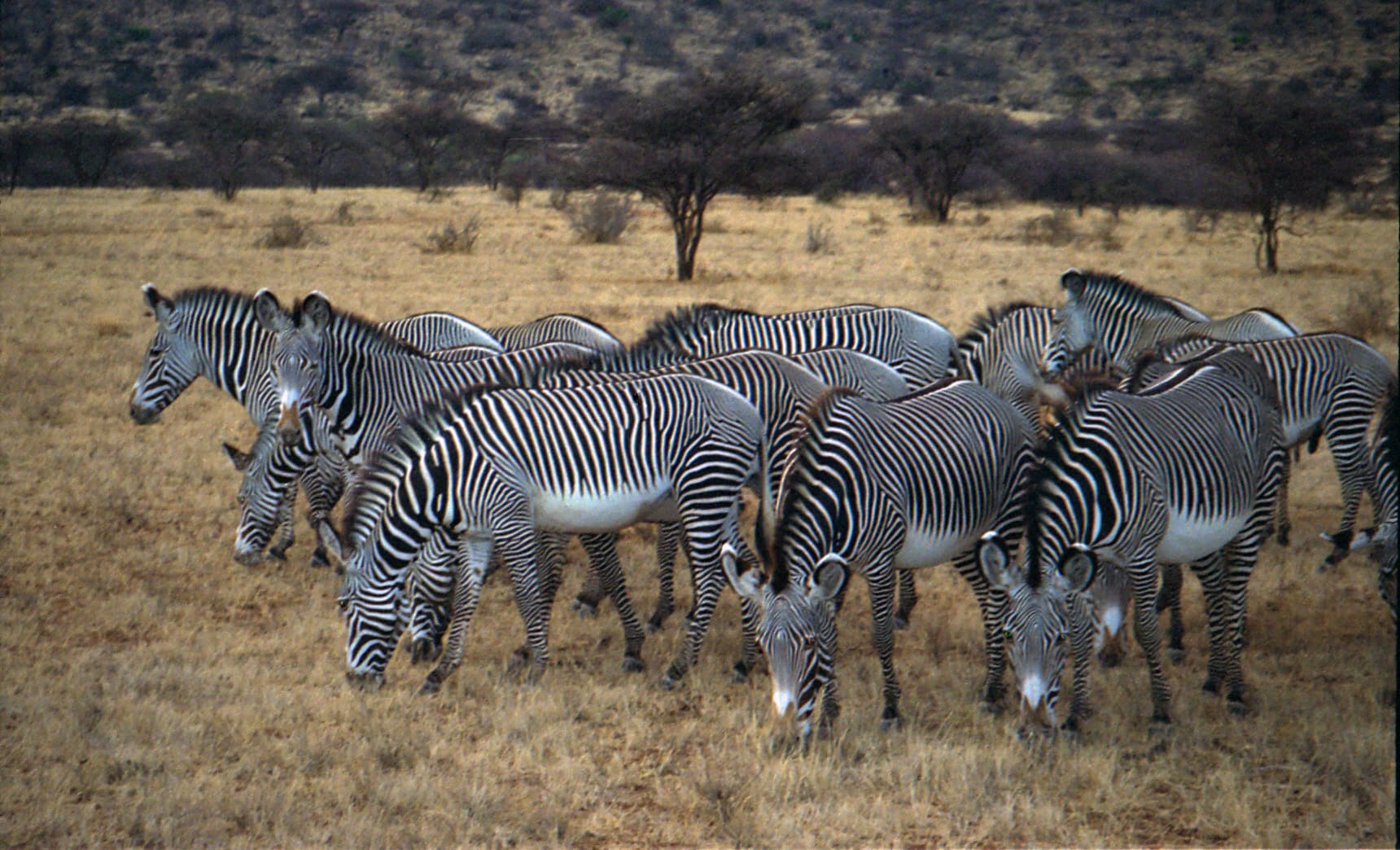 Geralmente, as zebras vivem em grupos chamados de haréns com 1 macho e 6 fêmeas em média. São animais que não costumam andar solitários. 