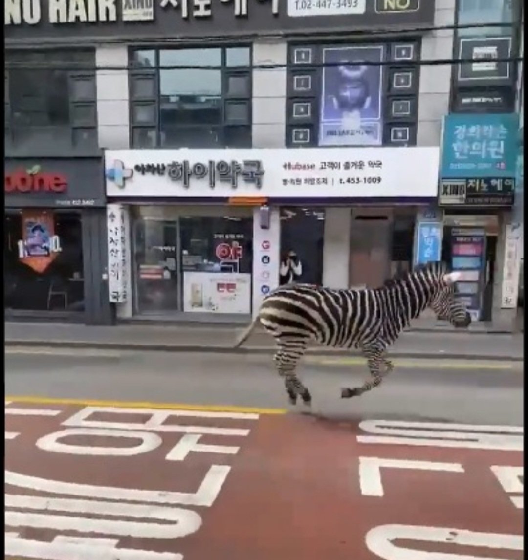 Foi na capital Seul. A zebra ficou andando e correndo pelas ruas durante cerca de três horas após sair do Seoul Children's Grand Park. Às vezes andava lentamente e de repente saía correndo. 