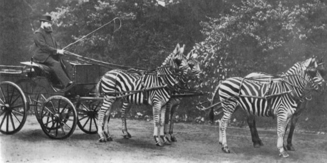 Foi o caso do zoólogo Lionel Walter Rothschild, que colocou um grupo de zebras para puxar carroças até o Palácio de Buckingham, na Inglaterr do fim do século 19. Não deu certo, pois elas têm temperamento arisco e agressivo. E não se prestam para domesticação.