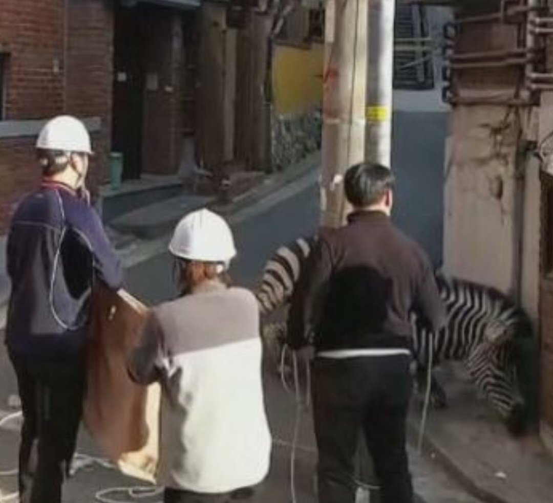 A zebra, então,  caiu sobre a calçada, na esquina, sob efeito do medicamento. E a equipe pôde imobilizá-la para levá-la de volta ao zoológico.