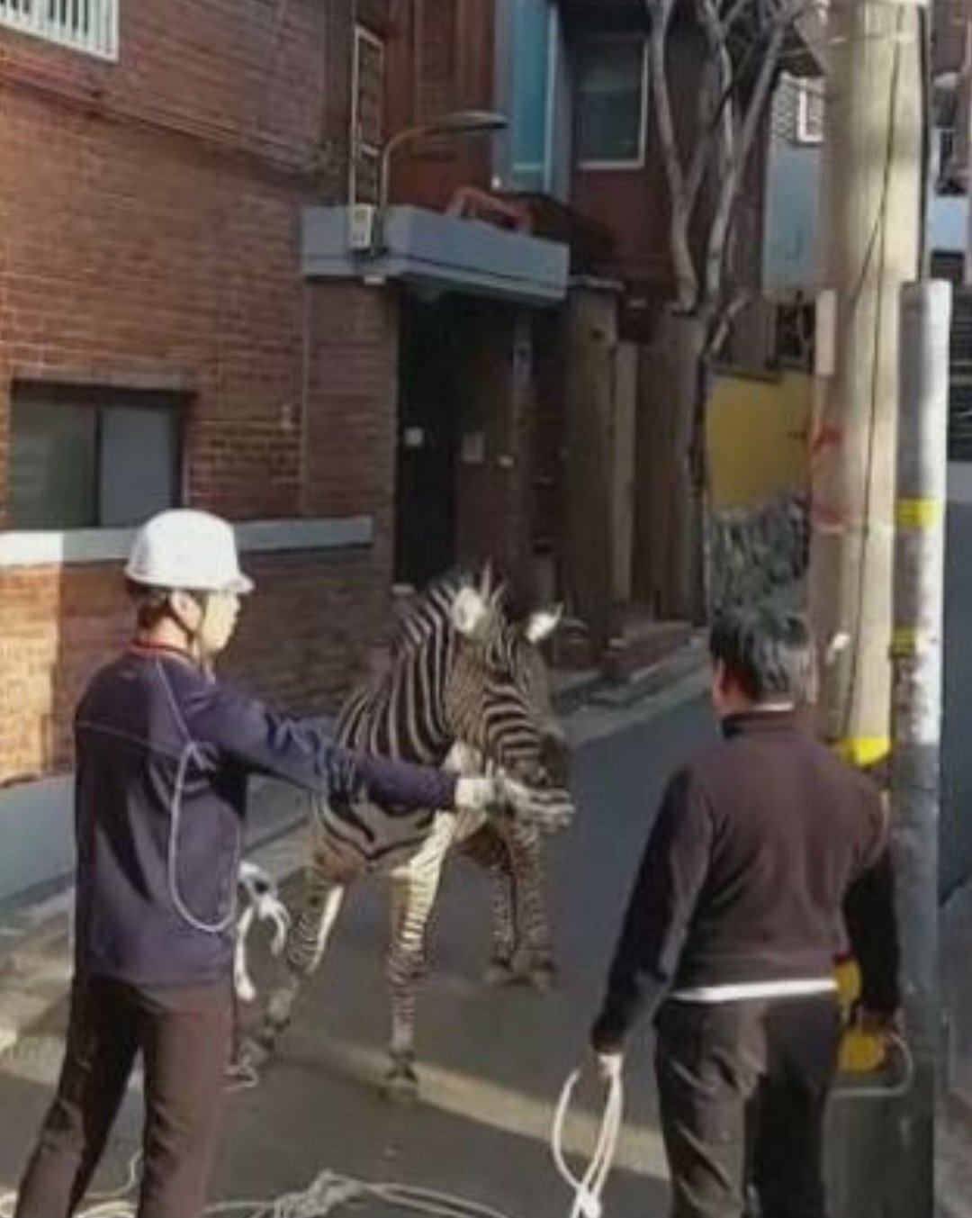 A equipe se manteve a uma certa distância para fazer o disparo em segurança. Após ser atingida pelo dardo, a zebra ficou tonta e os agentes puderam se aproximar.