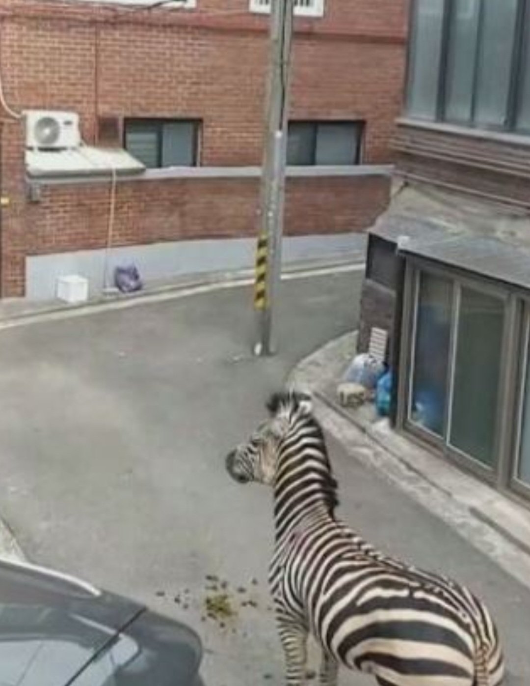 As zebras, portanto, são animais selvagens. Daí a preocupação quando, recentemente, uma zebra escapou do zoológico na Coreia do Sul e entrou numa área residencial.