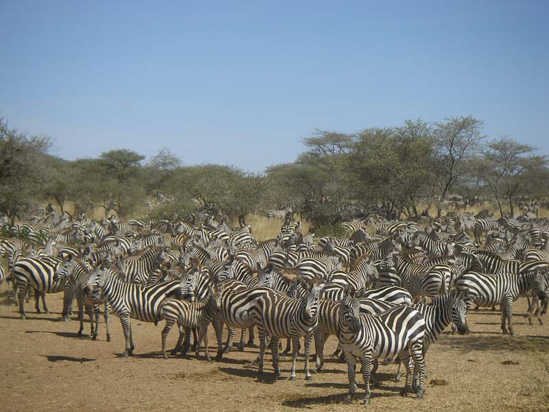 Nativas da África do Sul e Central, as zebras habitam as savanas. Mas podem ser vistas  em zoológicos do mundo inteiro. E sempre chamam atenção pela beleza da pele. São uma sensação entre as crianças. 