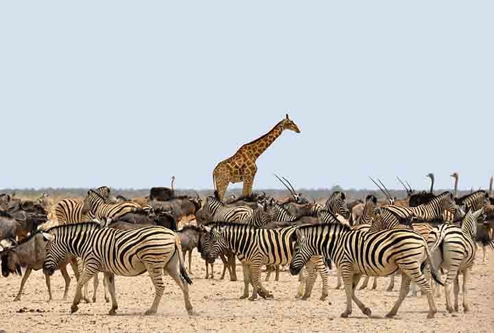 As girafas têm uma visão excelente e podem enxergar a uma distância de até 2 km. Isso ajuda a detectar predadores em potencial e localizar alimentos.