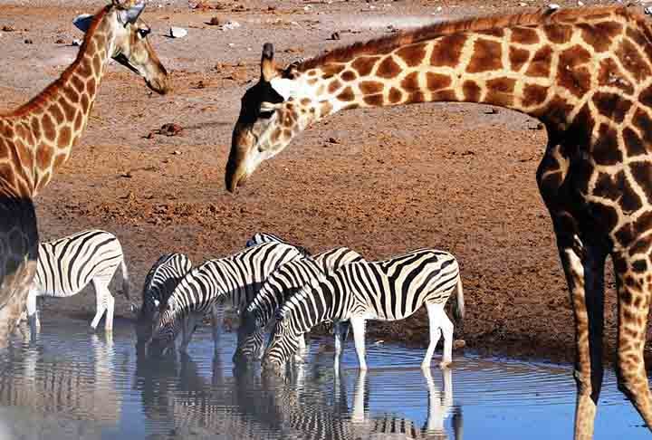 A girafa até bebe água, mas, por incrível que pareça, não o faz todos os dias. Afinal, este ato representa uma ameaça a ela própria, já que precisa se posicionar de maneira vulnerável para alcançar rios e poças e, assim, pode ser mais facilmente atacada.