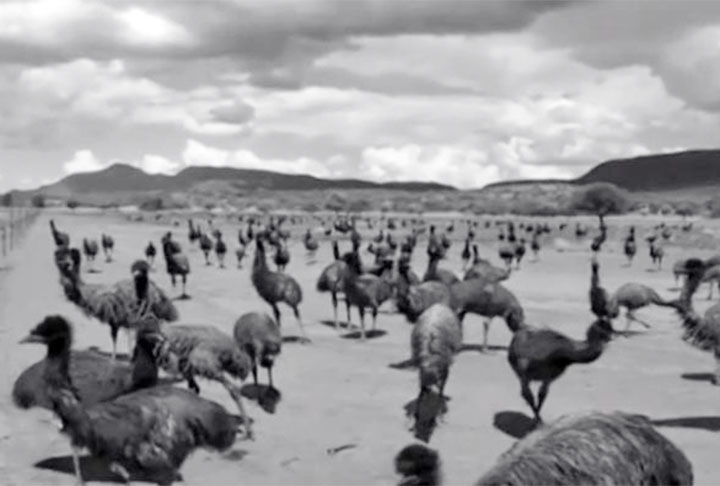 Assim, em caso de sinal de perigo, as aves iniciavam uma fuga em massa e em alta velocidade, para desespero dos combatentes.