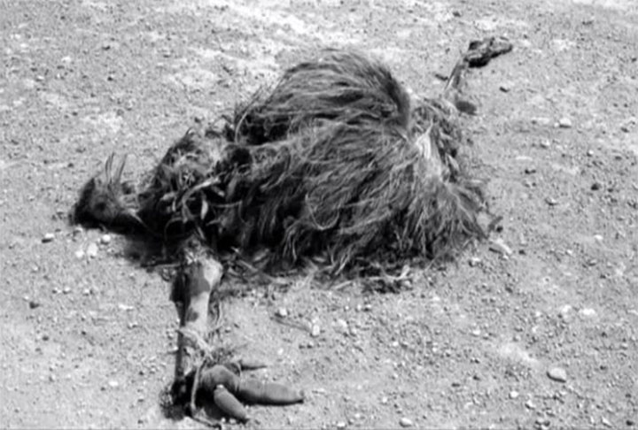 Muito velozes (capazes de atingir até 48 km/h), os emus surpreenderam os atiradores ao seguirem correndo mesmo após serem alvejados. Resultado ao fim do primeiro dia: apenas uma dúzia de aves abatidas.