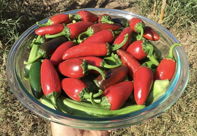 O jalapeño é uma pimenta originária do México, valorizada pela sua forte ardência na degustação. A maionese de Jalapeño fica picante. 